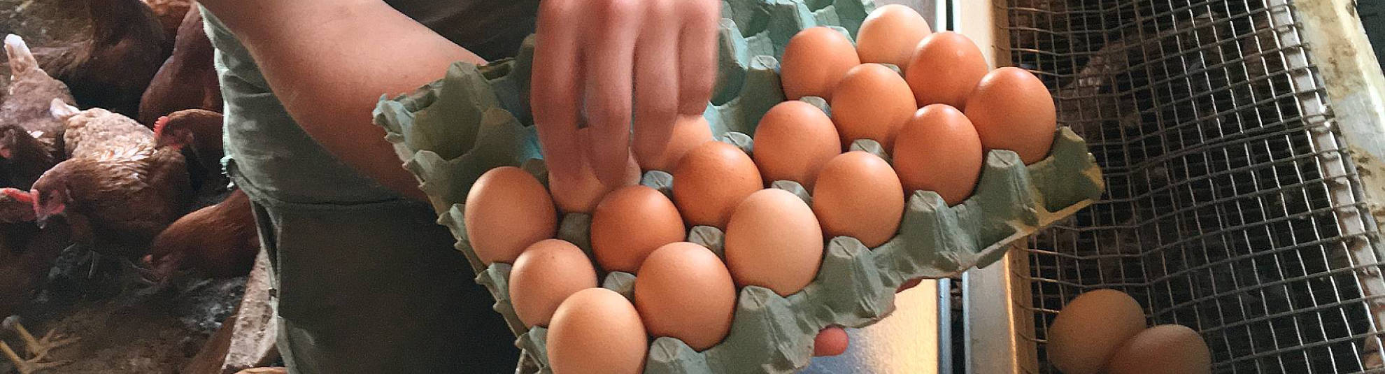 Τα χωριάτικα αυγά είναι υγιεινά