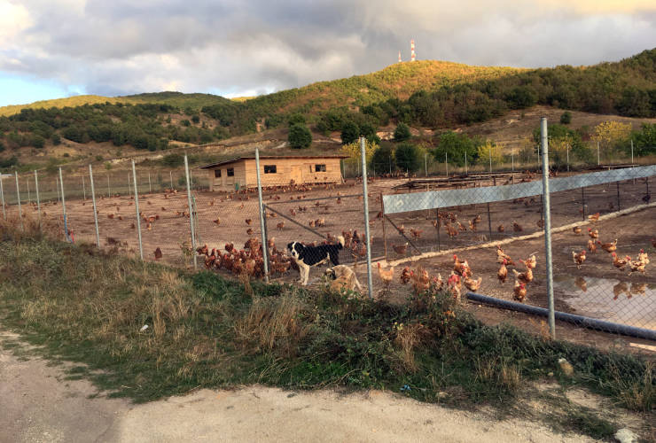 Κότες ελεύθερης βοσκής στην Οικολογική φάρμα Μετεώρων σε υψόμετρο 820 μέτρων
