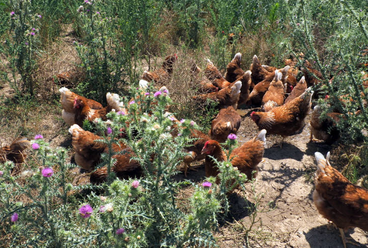 Κότες ελεύθερης βοσκής. Οι κότες ζουν ελεύθερες στην φύση κινούνται ελεύθερα, βόσκουν στο χωράφι κάτω από το φως του ήλιου σε υψόμετρο 840 μέτρα.