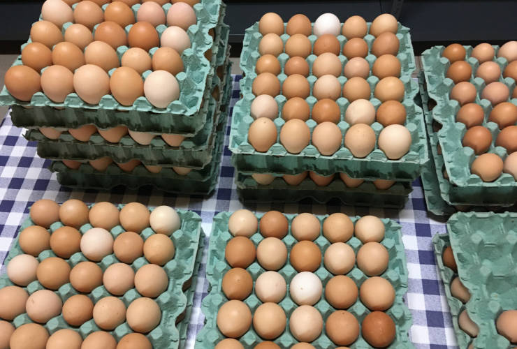 Τα πρώτα πρωινά αυγά μαζεύτηκαν.