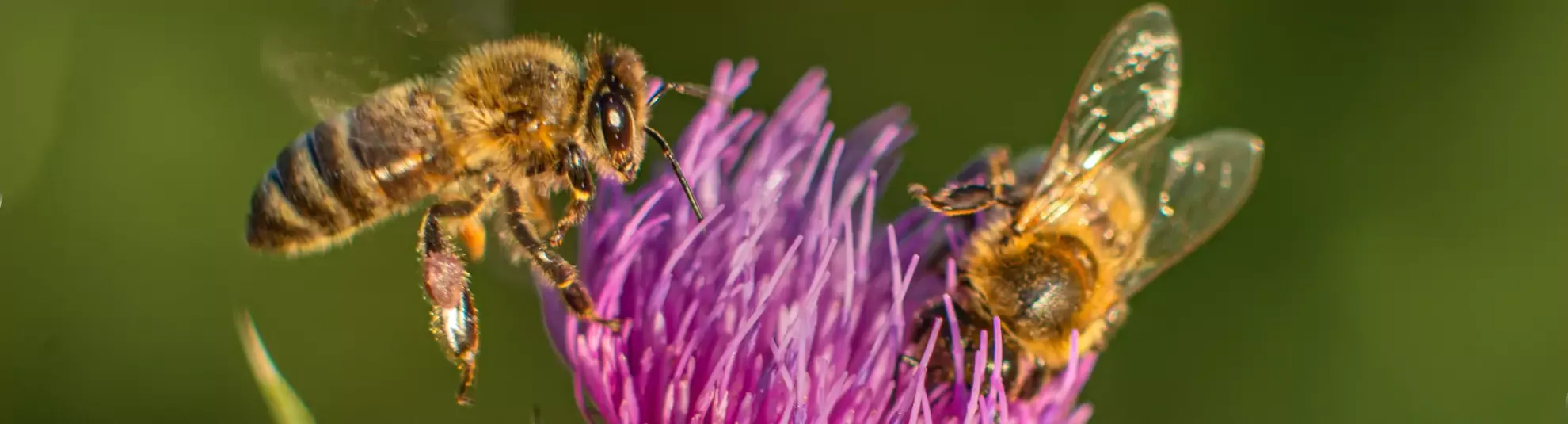 Ποιά εποχή παράγουν μέλι οι μέλισσες;