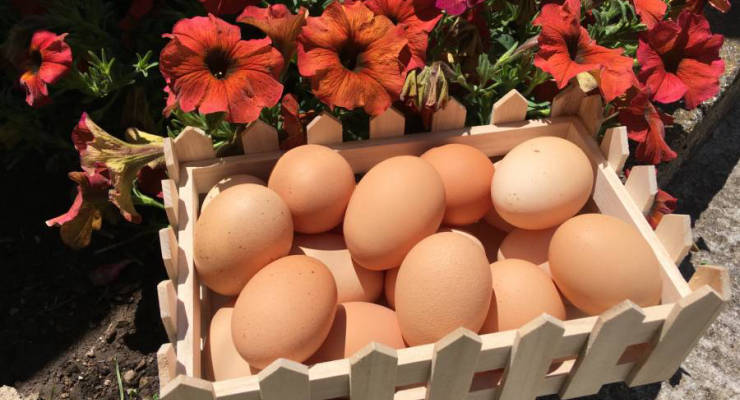 Φρέσκα αυγά από κότες Ελεύθερης Βοσκής